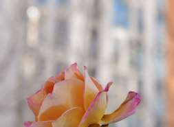 刘连福难啃的骨头：清樾府5个月网签14套、地价覆盖率垫底